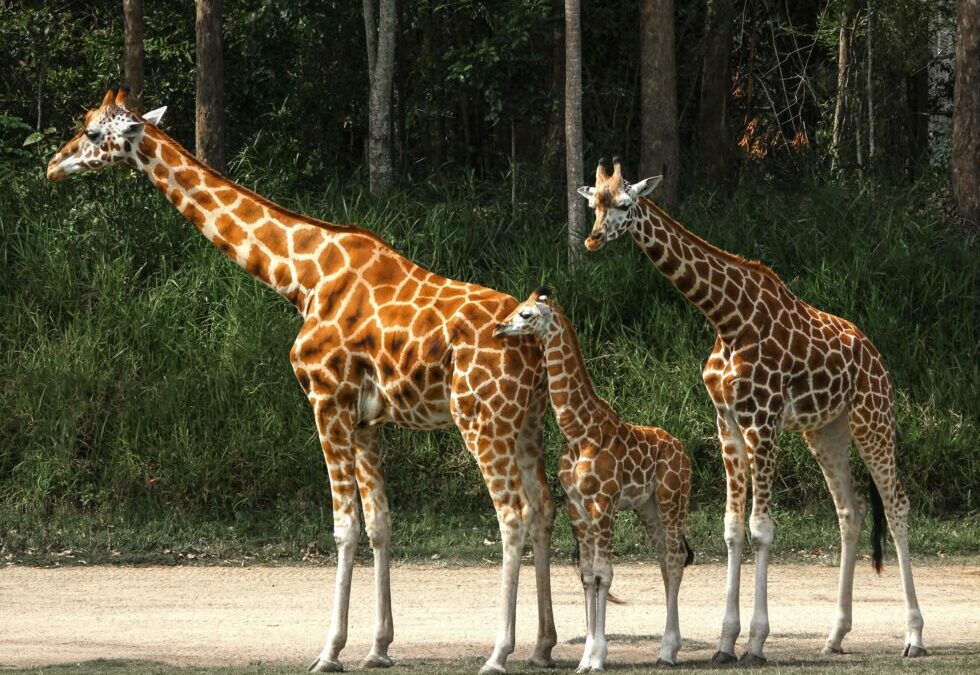 10 Fun Facts About Giraffes