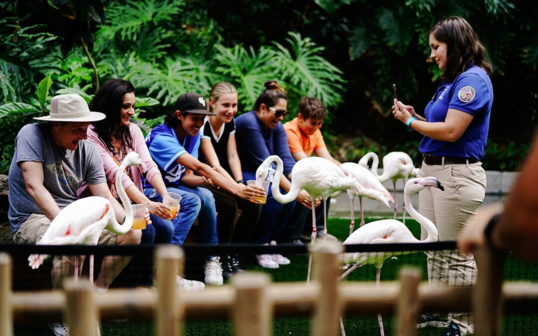 Zoo Volunteer Programs: How You Can Help Make a Difference in Illinois