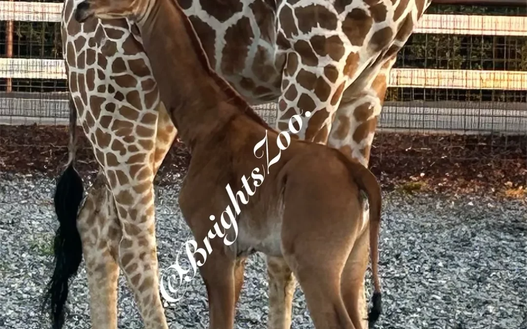 A One-of-a-Kind Baby Giraffe Makes Her Debut at Bright’s Zoo
