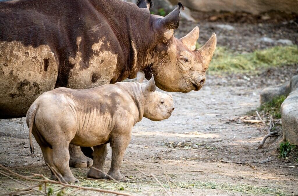 Biogas from Zoo Waste