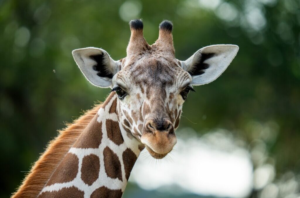 San Antonio Zoo Welcomes Waffles, a New Reticulated Giraffe